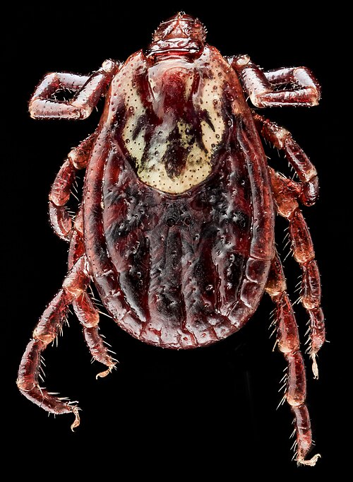 American dog tick