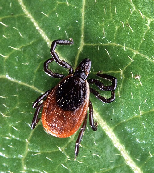 Black-legged tick (Deer tick)