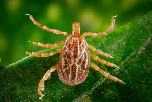 Gulf Coast tick