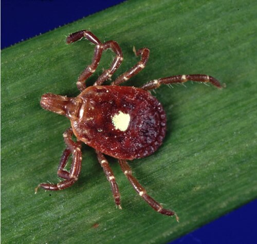 Lone star tick