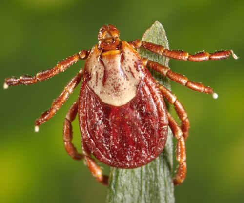 Rocky Mountain wood tick